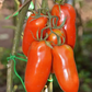 San Marzano Lampadina  Organic Tomato