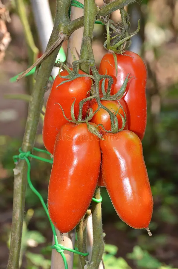 San Marzano Lampadina  Organic Tomato