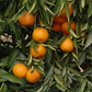Monreal Clementine Budwood citrus plant material online shopping
