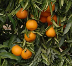 Monreal Clementine Budwood citrus plant material online shopping