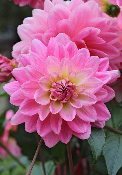 Gerrie Hoek Dahlia