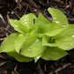 Cheatin Heart Hosta Plants online shopping