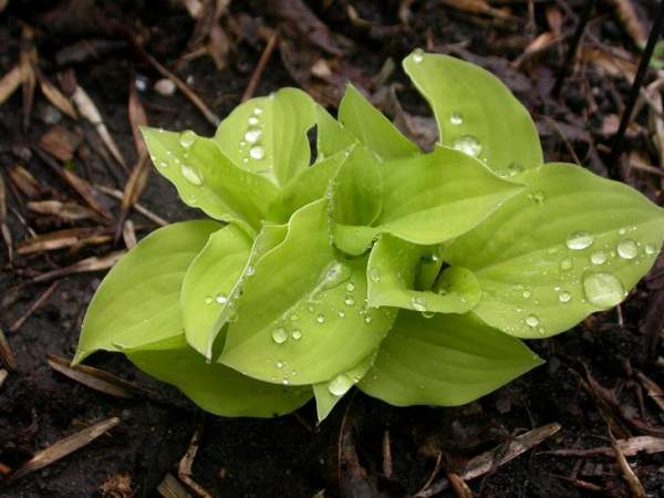 Cheatin Heart Hosta Plants online shopping
