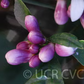 Improved Meyer Lemon Budwood citrus plant material online shopping