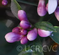 Improved Meyer Lemon Budwood citrus plant material online shopping