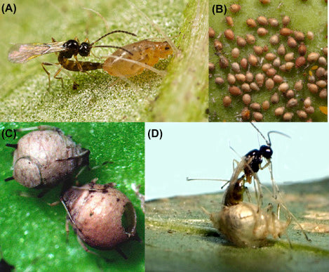 Praon volucre life cycle how parasitic wasps biologically control aphids