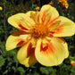 E Z Duzzit Dahlia Plants online shopping