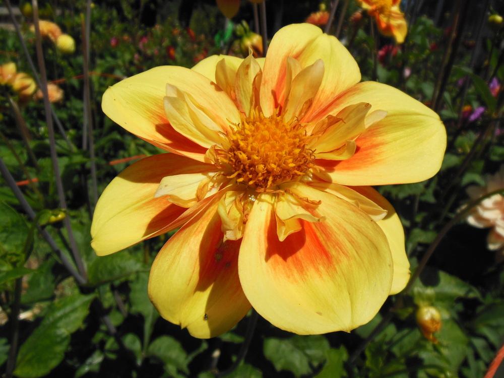 E Z Duzzit Dahlia Plants online shopping