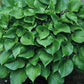 Swizzle Sticks Hosta Plants online shopping