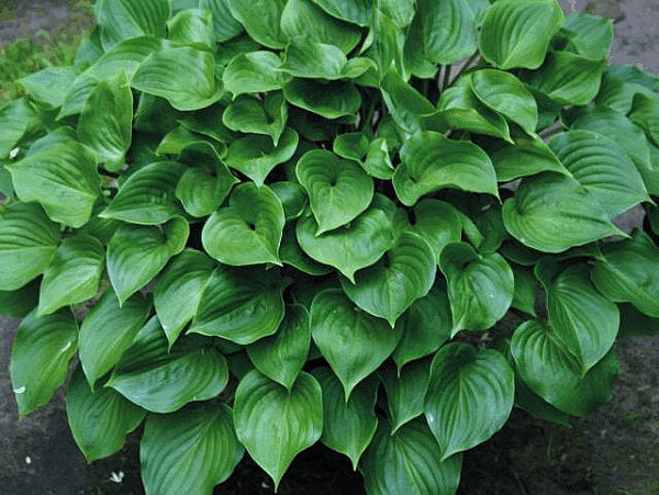 Swizzle Sticks Hosta Plants online shopping