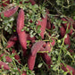 Maroon Gem Australian Finger Lime Budwood citrus plant material online shopping