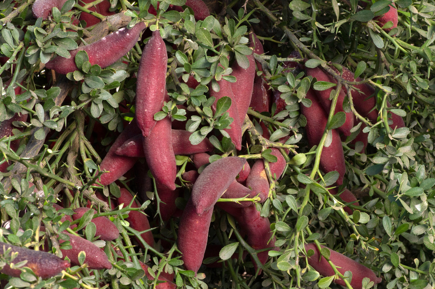 Maroon Gem Australian Finger Lime Budwood citrus plant material online shopping