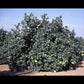 Chandler Pummelo Budwood citrus plant material online shopping