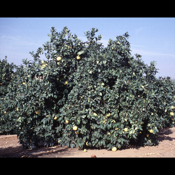 Chandler Pummelo Budwood citrus plant material online shopping