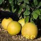 Thong Dee US 145 Pummelo Budwood citrus plant material online shopping