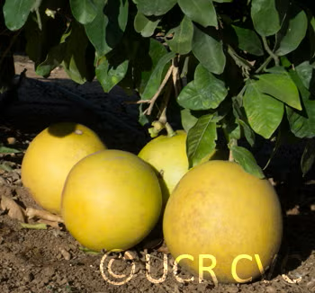 Thong Dee US 145 Pummelo Budwood citrus plant material online shopping