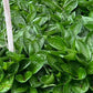 Midnight Oil Hosta Plants online shopping