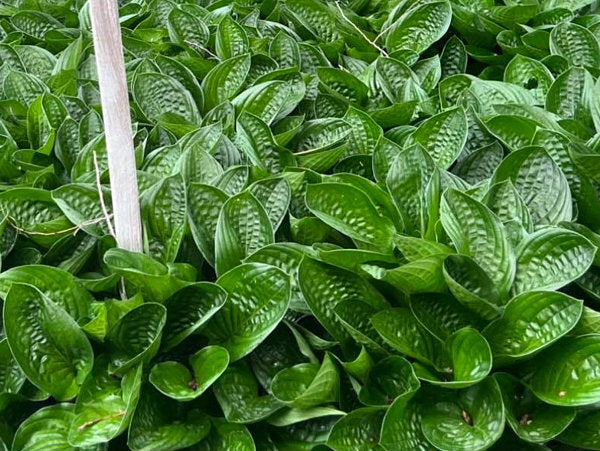 Midnight Oil Hosta Plants online shopping