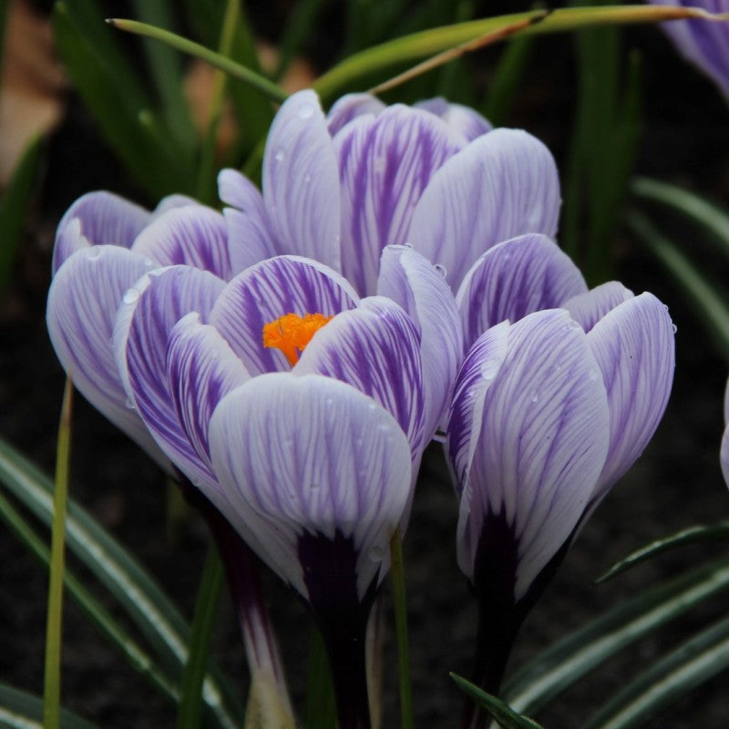 Striped Beauty Crocus Corms
