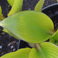 Holar Early Days Hosta Plants online shopping