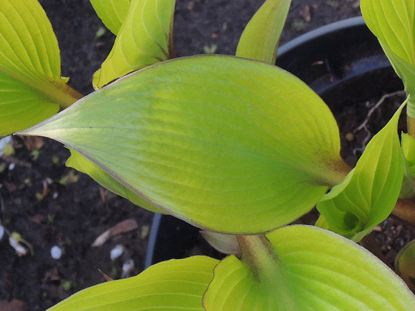 Holar Early Days Hosta Plants online shopping