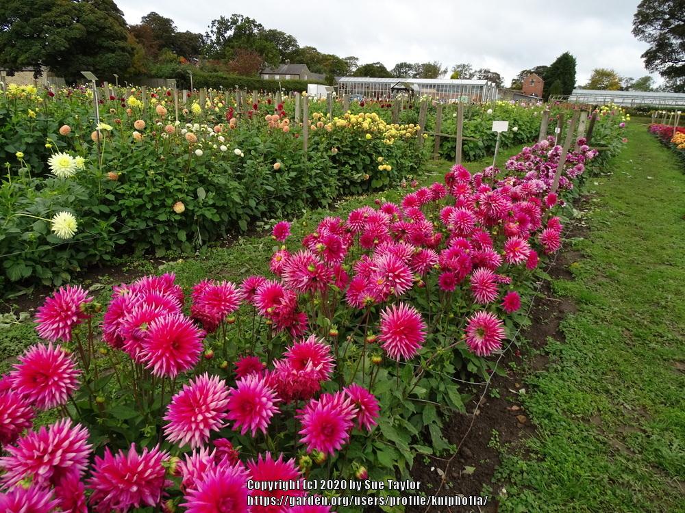 Matilda Huston Dahlia