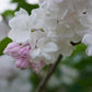 Beauty of Moscow Krasavitsa Moskvy Lilac lilac plant online shopping
