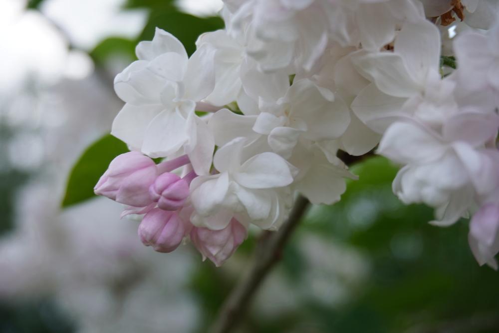 Beauty of Moscow Krasavitsa Moskvy Lilac lilac plant online shopping