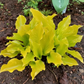 Li’l Smooch Hosta