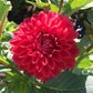Tempest Dahlia