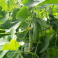 Picolino F1 Organic Cucumber