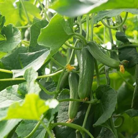 Picolino F1 Organic Cucumber