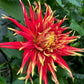 Show N Tell Dahlia