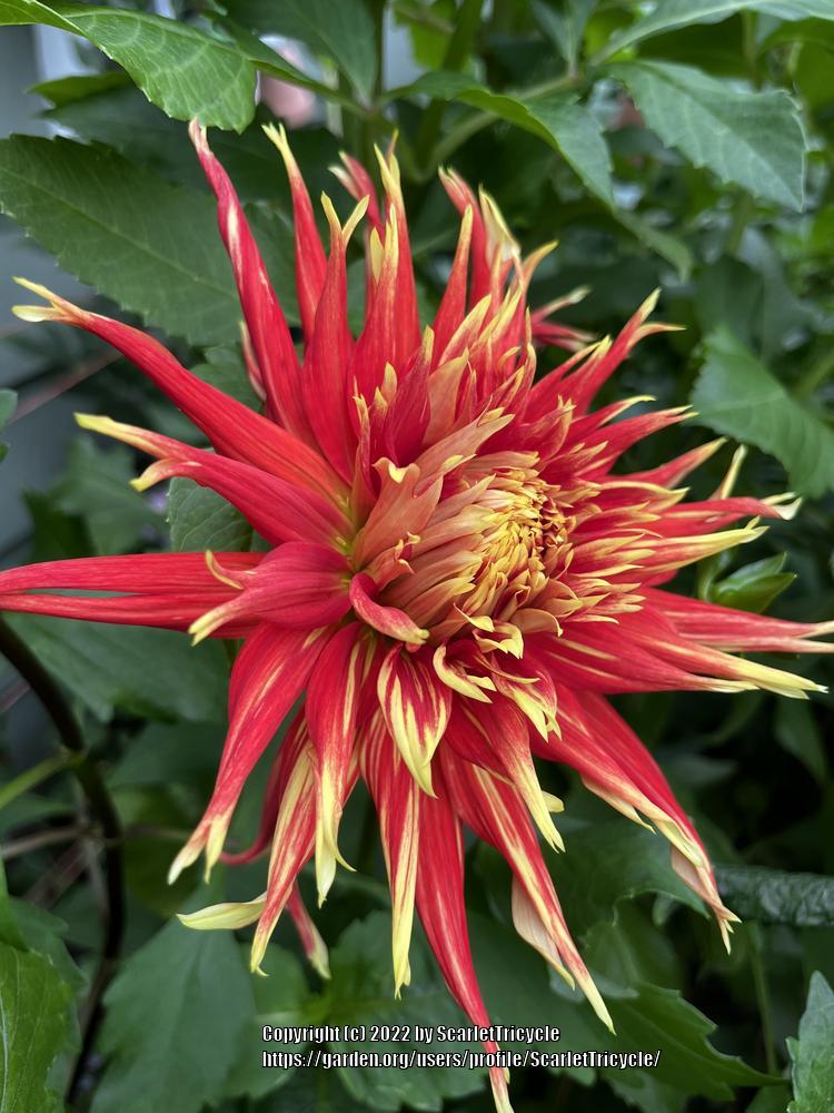 Show N Tell Dahlia