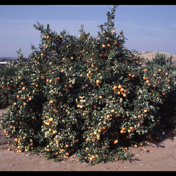 Orlando Tangelo Mandarin Budwood citrus plant material online shopping