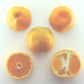 Miho Wase Satsuma Mandarin Budwood citrus plant material online shopping