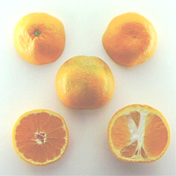 Miho Wase Satsuma Mandarin Budwood citrus plant material online shopping