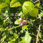 Citrus Macrophylla Rootstock Seedling citrus plant material online shopping