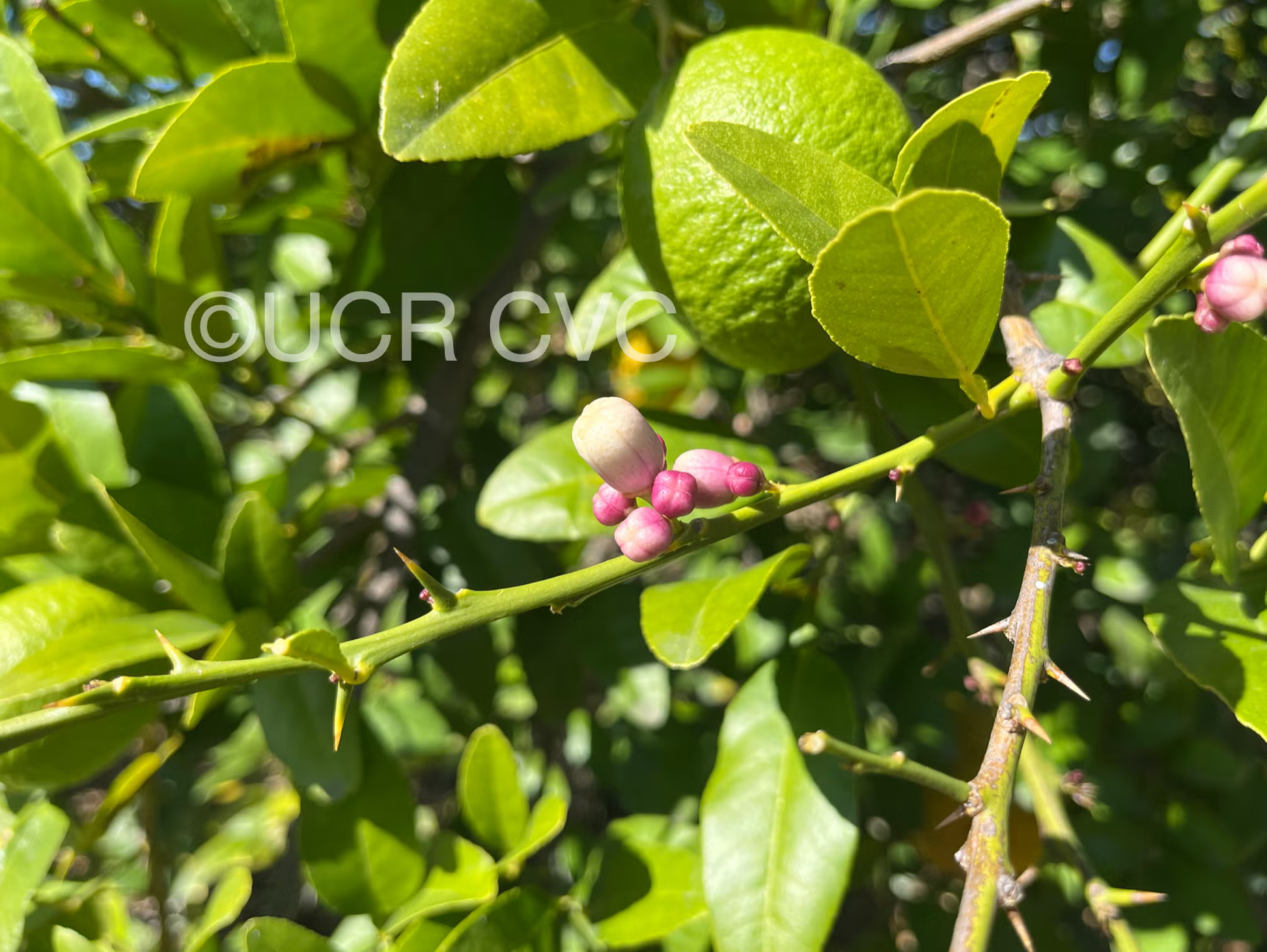 Citrus Macrophylla Rootstock Seedling citrus plant material online shopping