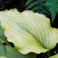 Sherlock Hosta Plants online shopping