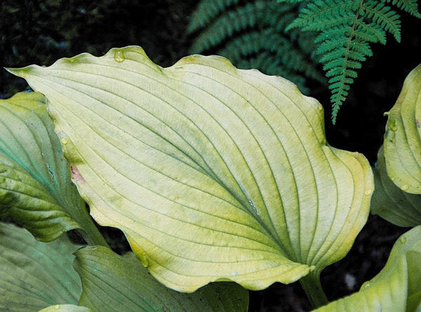 Sherlock Hosta Plants online shopping