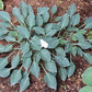 Blueberry Tart Hosta Plants online shopping