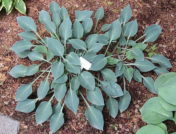 Blueberry Tart Hosta Plants online shopping