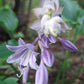 Grand Slam Hosta Plants online shopping