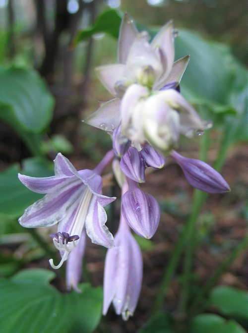 Grand Slam Hosta Plants online shopping