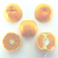 Okitsu Wase Satsuma Mandarin Budwood citrus plant material online shopping