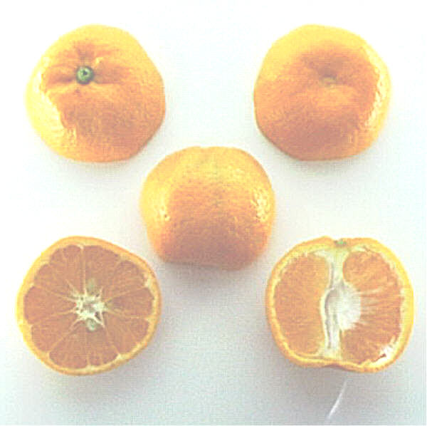 Okitsu Wase Satsuma Mandarin Budwood citrus plant material online shopping