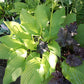 Gold Haze Hosta Plants online shopping
