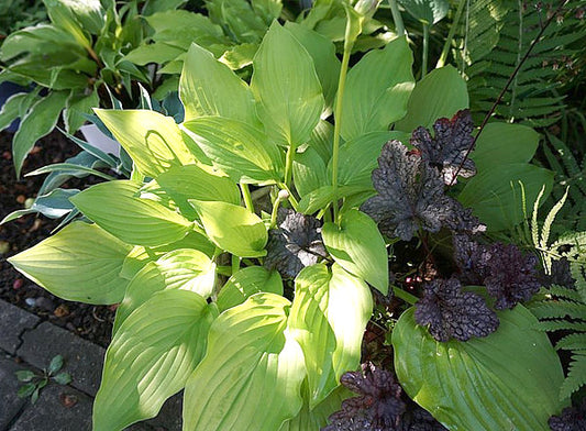Gold Haze Hosta Plants online shopping