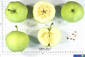 Yellow Transparent Heirloom Earliest Ripening Apple Plant
